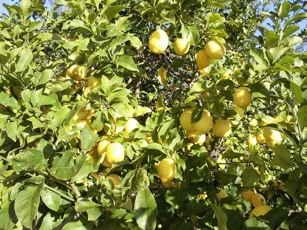 Agroturismo Na Set Centes Artà Hotel